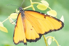 Borkhausenia fuscescens - Afrikanischer Monarch